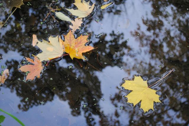 Листья в ручье