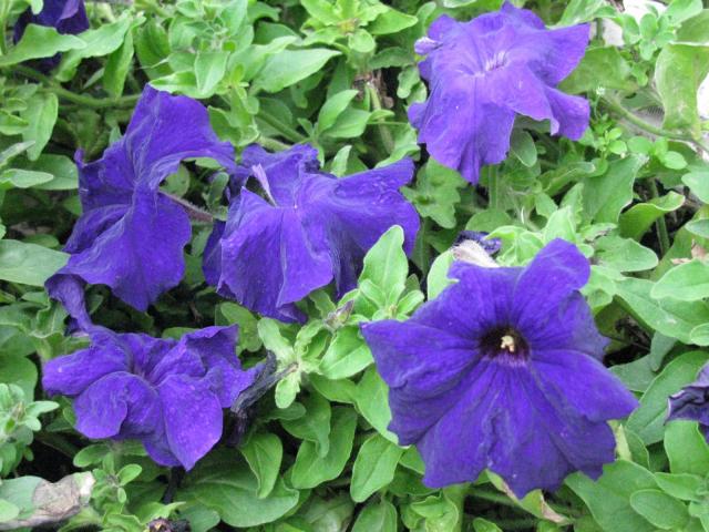 петуния - фиолетовые синие цветы