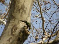 Испания, Севилья. Обычные зелёные попугаи.