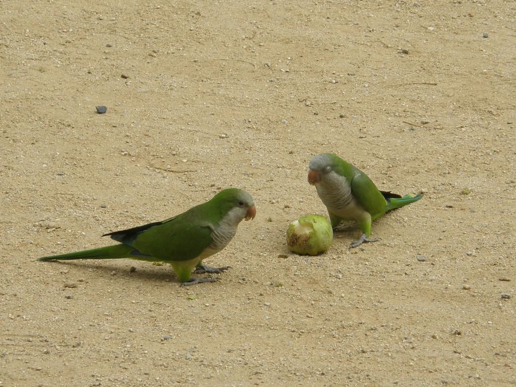 Барселонские зеленые попугаи