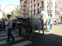 Испания, Мадрид. "По улице вола водили..."