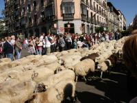 Испания, Мадрид. Овцы.