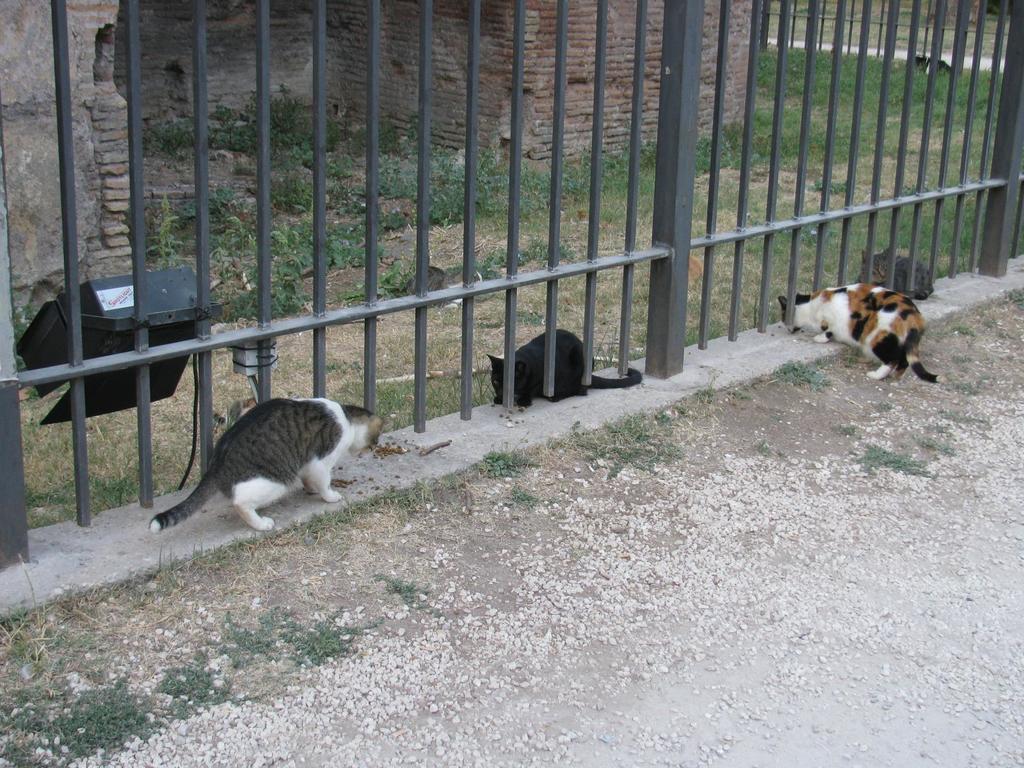 Римские кошки.