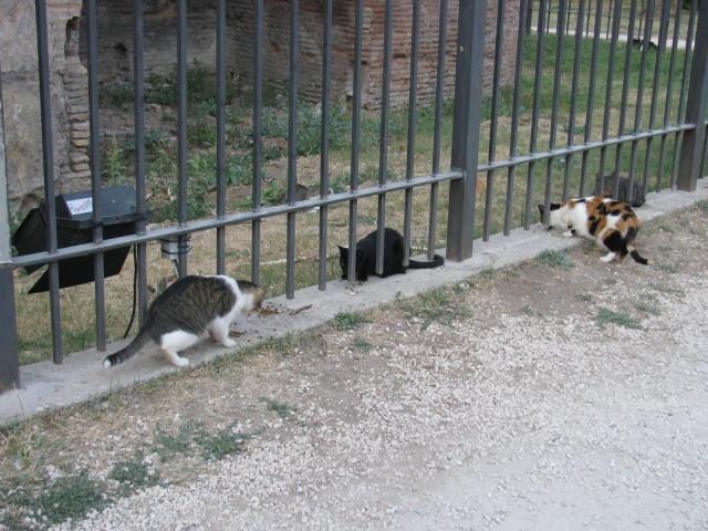 Римские кошки.