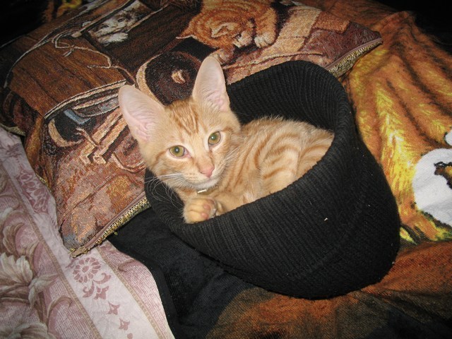 Кот в шапке