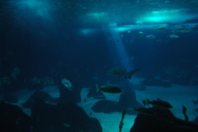 Большой аквариум Лиссабонского Океанариума