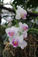 Бело-розовая орхидея