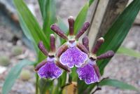 Орхидеи - павлины ))