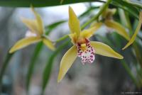 Любопытная орхидея )