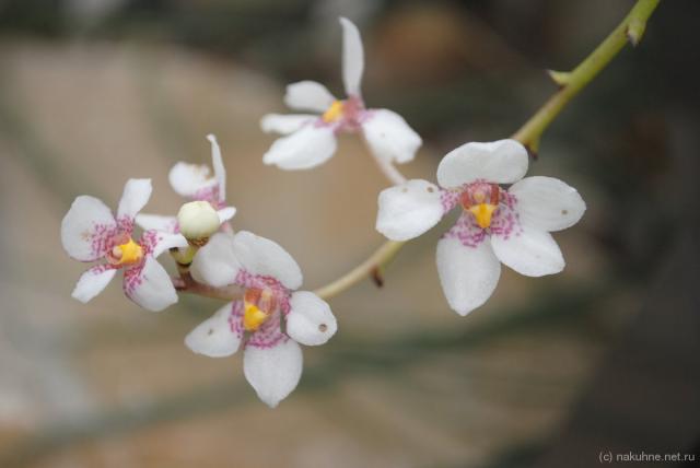 Нежные такие орхидеи 