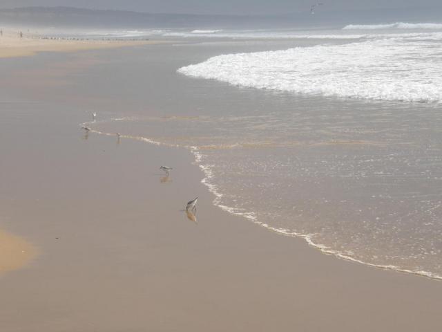 Португалия, Costa da Caparica. Птюхи, собирающие морскую снедь, которую приносит океан.