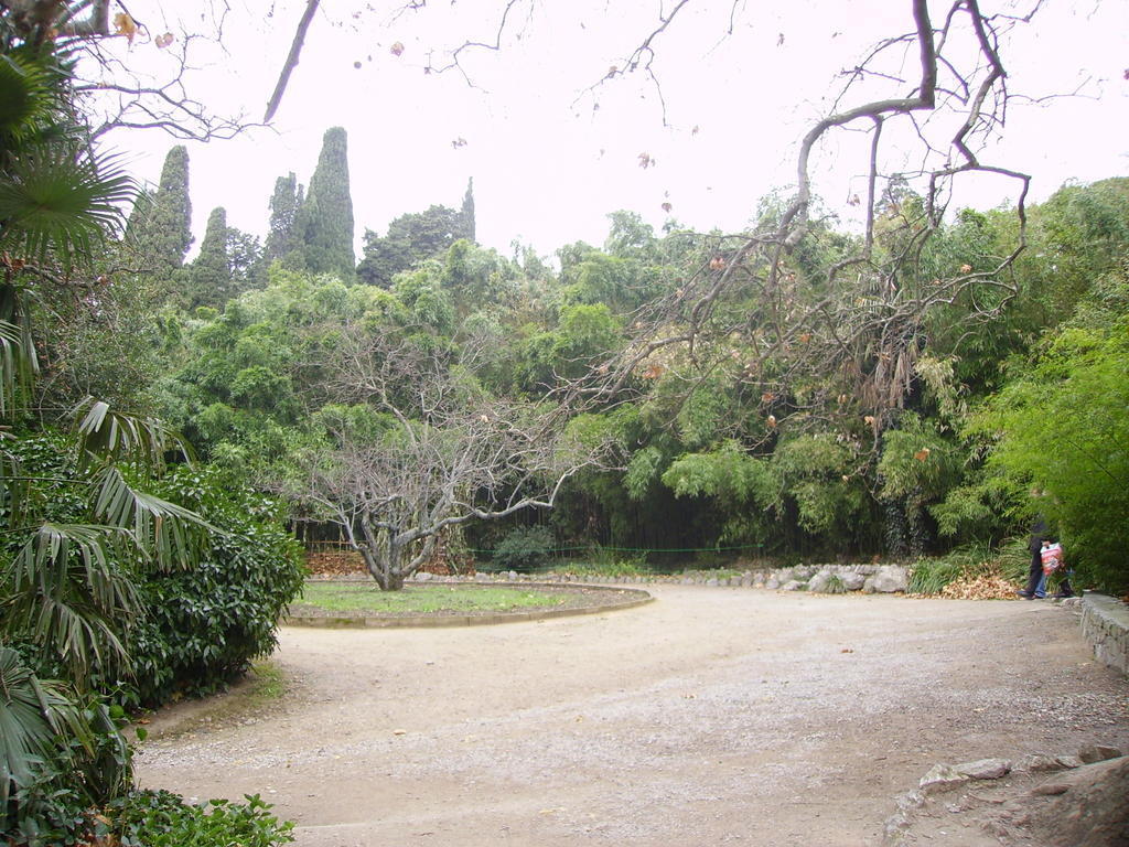 Крым. Никитский ботанический сад. 2 января 2007